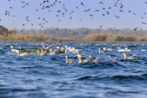 Migratory birds Stock-Fotos