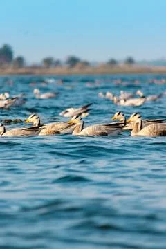 Migratory birds Stock Photos