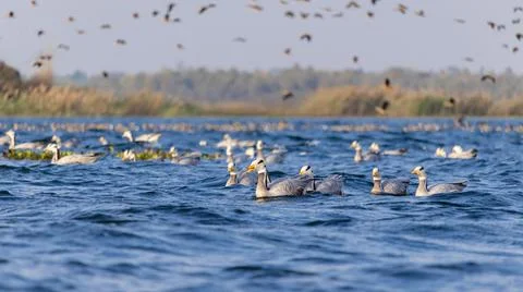 Migratory birds Stock-Fotos