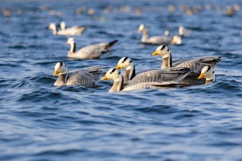 Migratory birds Stock Photos