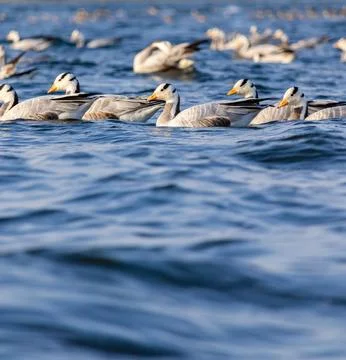 Migratory birds Foto stock