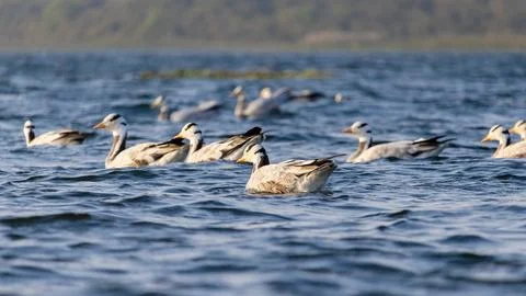 Migratory birds Foto stock