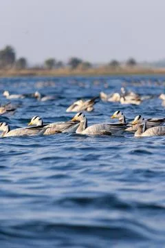 Migratory birds Stock Photos