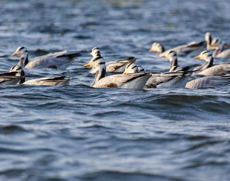 Migratory birds Stock Photos