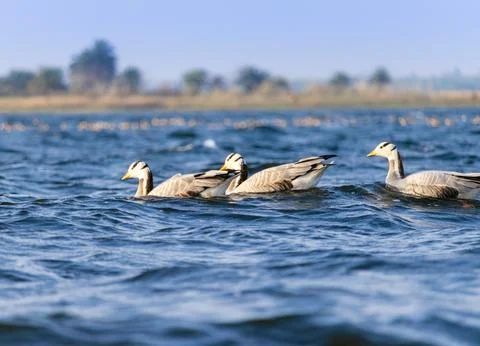 Migratory birds Stock Photos