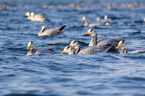 Migratory birds Stock Photos
