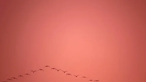 Migratory birds in reddish sky Stock Footage 81453954