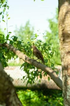 Migratory birds returned to their native land. Fotos Stock