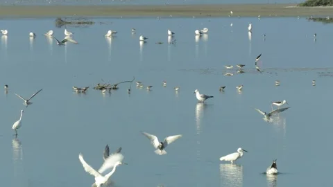 Migratory birds seen in lagoon inside a wildlife sanctuary Mannar. Stock Footage 162132349