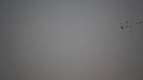 Migratory birds silhouettes Stockbeeldmateriaal 80603681