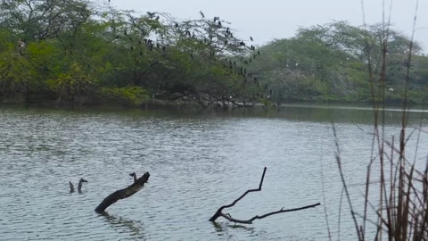 Migratory birds on a tree in a lake, view of a bird sanctuary Видео 296788374