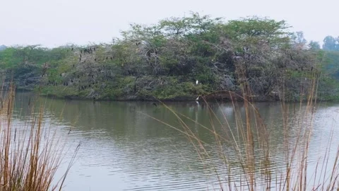Migratory birds on a tree in a lake, view of a bird sanctuary Stock Footage 296788397