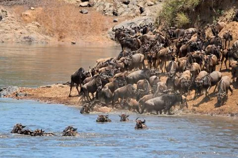 Migratory blue wildebeest crossing the Mara river Stock Photos