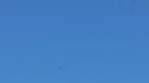 Migratory cranes circling under the blue sky in the Tiétar Valley 스톡 동영상 306485189