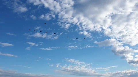 Migratory ducks on a blue sky background Stock Footage 205707944