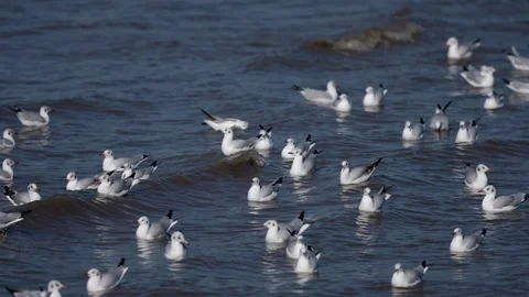 Migratory gulls are adaptable to tropical environments. Video stock 292864231