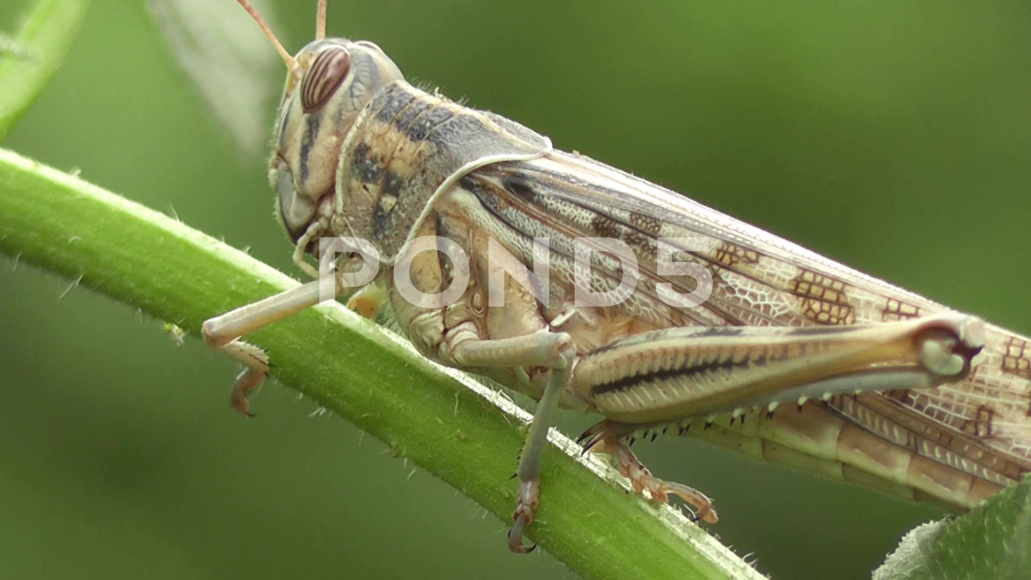 Migratory Locust Locusta Migratoria Manilensis in Long Grass Stock