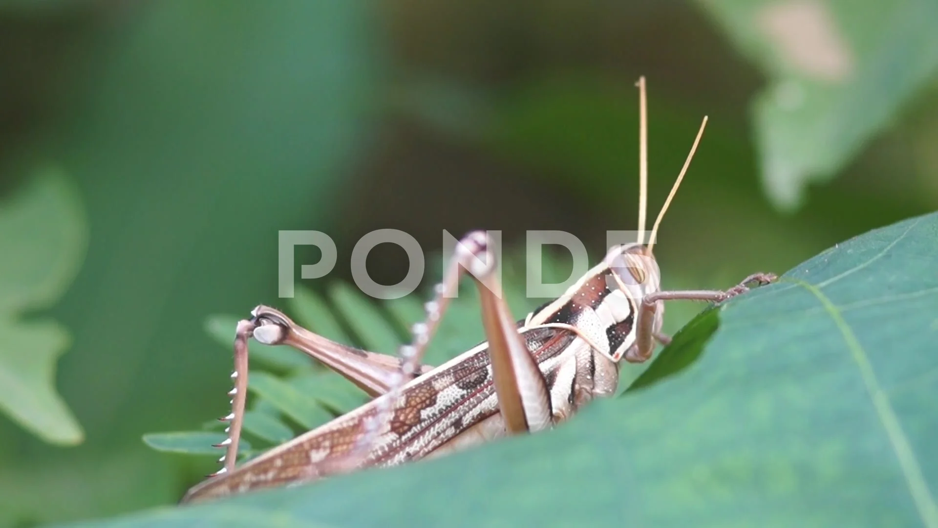 Migratory Locust (Locusta Migratoria), Stock Video