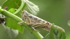 Migratory Locust (Locusta migratoria), Stock Video