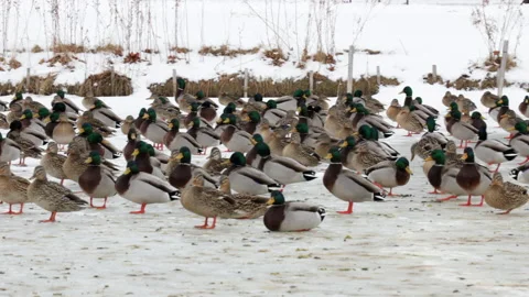 Migratory Mallards Stock Footage 147518689