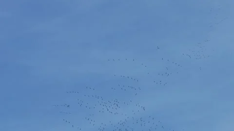 Migratory passage of cranes through Spain 스톡 동영상 305867379