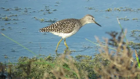 A migratory sandpiper/wader foraging in a salt marsh/lagoon in Mannar. Stock Footage 162147385