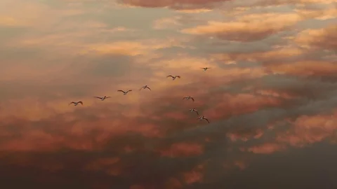 Migratory school of ducks over the lake Stock-Footage 122964654