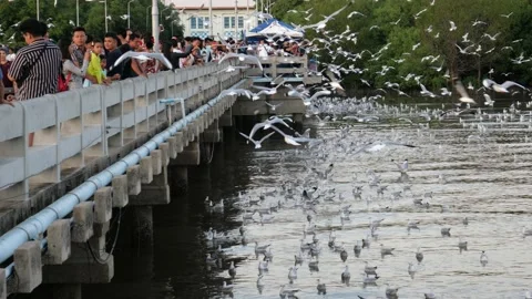 Migratory seagulls escaping the winter Stock-Footage 131424029