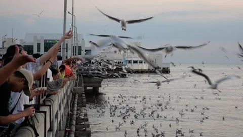 Migratory seagulls escaping the winter Stock-Footage 131450630