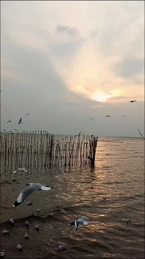 Migratory seagulls fly in sunset with twilight sky across the horizon sea Stock Footage 271246486