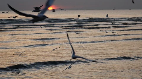 Migratory seagulls Stock Footage 122489332