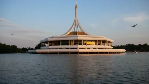 Migratory seagulls Stock-Footage 133159349