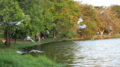 Migratory seagulls Stock-Footage 133159405