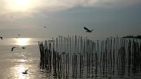 Migratory seagulls Stock Footage 256291547