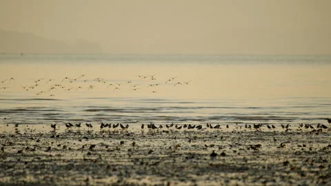 Migratory Shorebirds Flying and Foraging on Mudflat at Sunrise. Stock-Footage 331008980