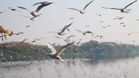 Migratory Siberian Seagull's team is flying in the Delhi's Yamuna river Stock Footage 156692402