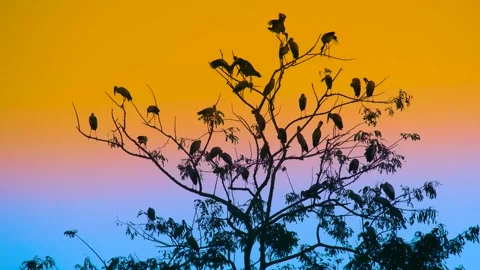Migratory stork birds resting on tree branch at dramatic epic sunset. Stock Footage 281311663