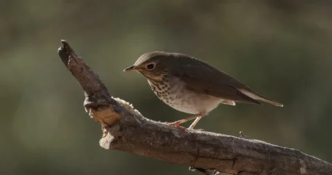 Migratory Swainson's Thrush Bird or Songbird Eating Feeding in Forst in Summer Stock Footage 149439201