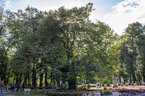 Mihai Eminescu's lime tree in Copou Park, Iasi, on a sunny summer day, Stock Photos
