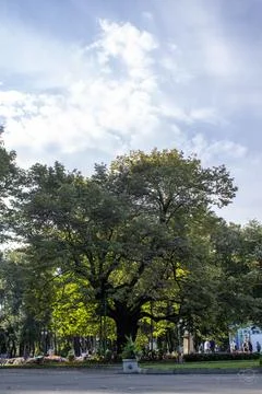 Mihai Eminescu's lime tree in Copou Park, Iasi, on a sunny summer day, Foto stock