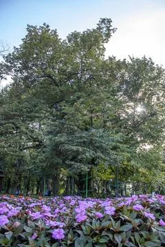 Mihai Eminescu's lime tree in Copou Park, Iasi, on a sunny summer day, Foto stock
