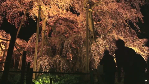 Miharu's Illuminated Cherry Blossom Tree in Spring 库存影片 332801078