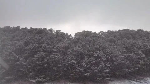 Miho no Matsubara Pine Forest Snow Winter Coast Aerial Drone 4K Stock Footage 329064054