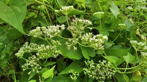 Mikania micrantha bitter vine leaf and bitter vine flower with flies Stock Footage 295587641