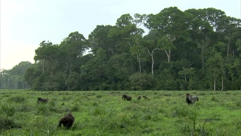 Mikumba the Silverback Western Lowland Gorilla and other Gorillas sitting in Video stock 95600341