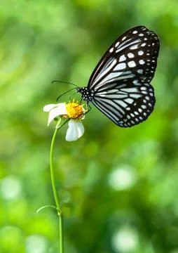 Mikweed butterfly Stockfoto's