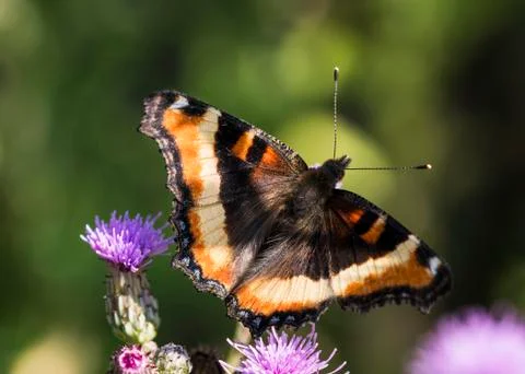 A Milbert's tortoiseshell butterfly seeks nectar from flowers at Lower Klamath N Stock Photos