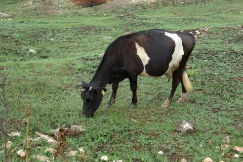 Milch-cow Stock Photos
