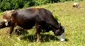 Milch cows HD Footage