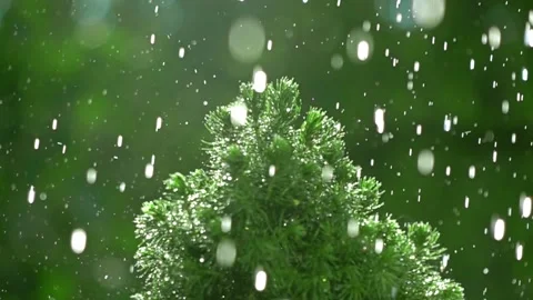 A mild rain shower falling on a plant Video stock 138562075